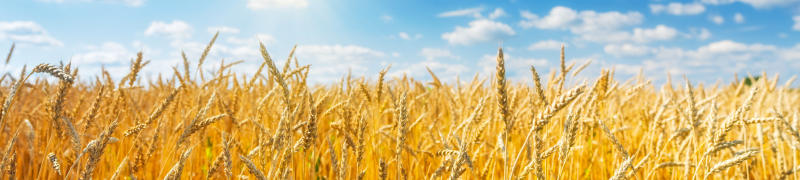 A wheat field and blue sky